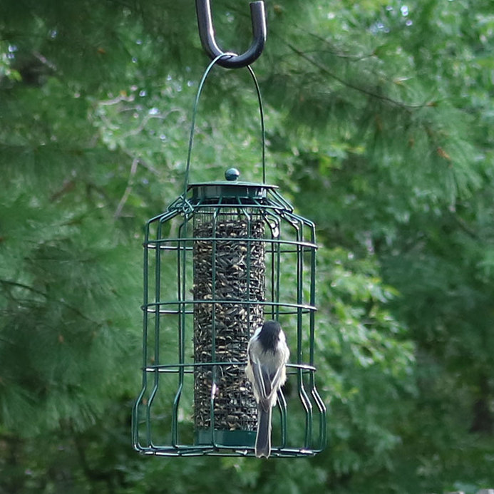 Beautiful Backyard Bird Feeders Small Birds Will Love